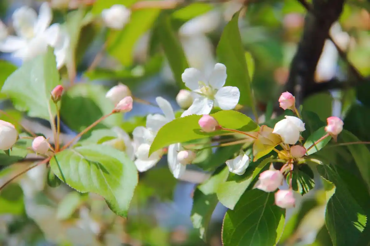 清新淡雅出尘脱俗的海棠花 摄于安徽凤阳小岗村乡村旅游景区
