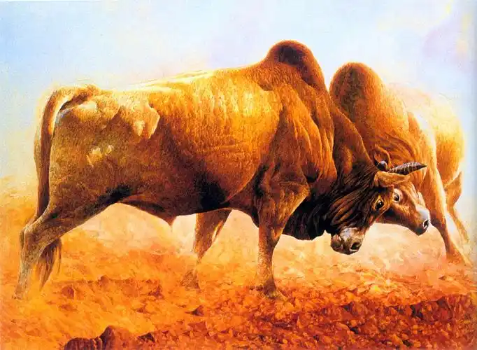 拉市海美泉旅游杯斗牛大赛