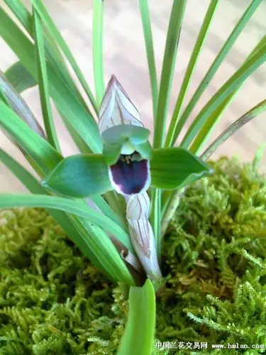 豆瓣红唇09年兰