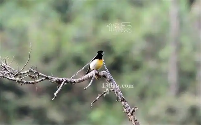 萨克森风鸟(pteridophora alberti)