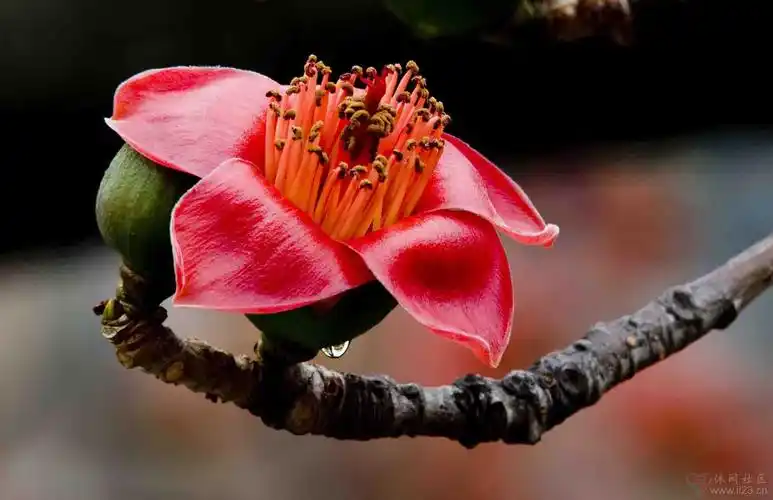 木棉花花语珍惜身边的人珍惜眼前的幸福