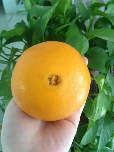 大橙子的肚脐眼儿