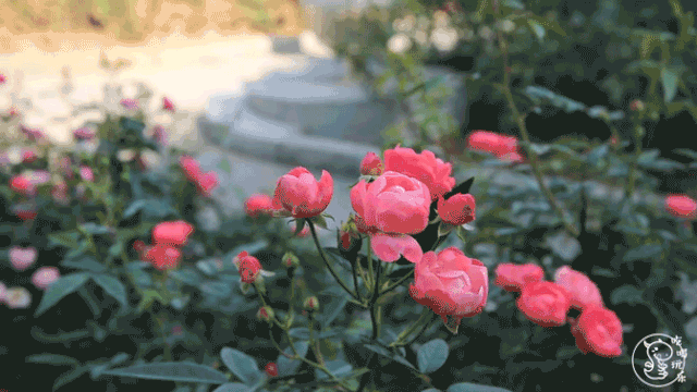 各色花朵馥郁芬芳,连成一片,更似铺成了通往爱之地毯.