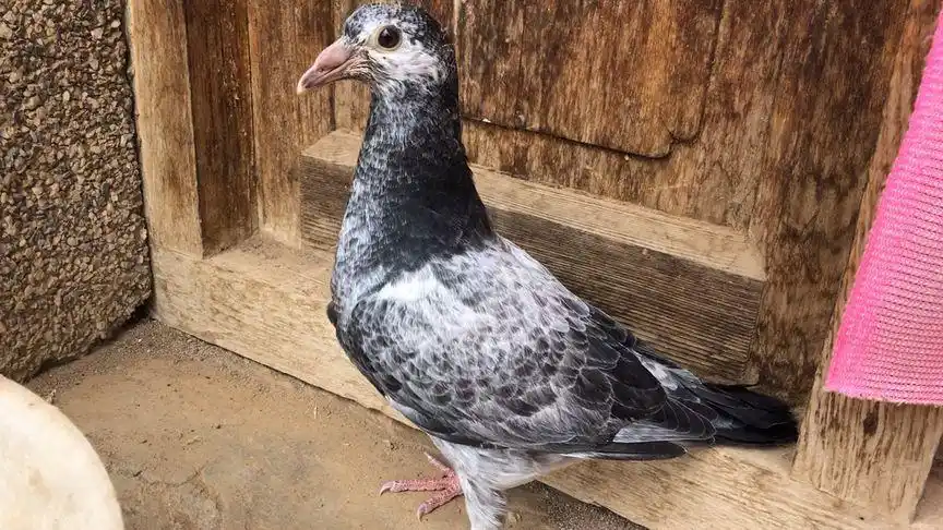 白信鸽跟瓦灰出了这样一只鸽子,这花色太少见了,精品