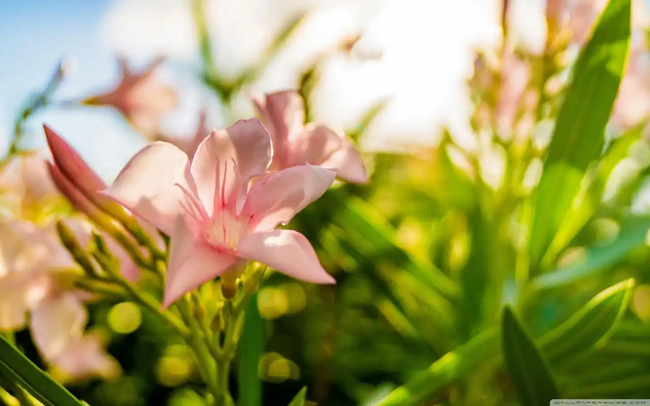 唯美清新花卉宽屏桌面壁纸下载高清大图预览1920x1200_高清壁纸下载