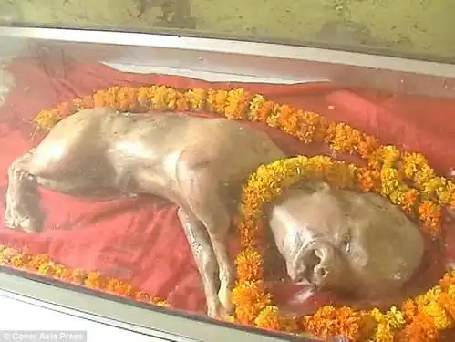 印度母牛产下「人面」怪胎,村民将其视为神灵供奉