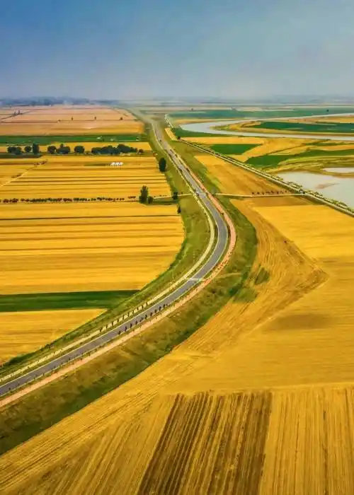金灿灿的麦田,关中优质的小麦是好面的基础.摄影/郑年喜