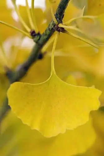 无人,竖图,室外,特写,白天,美景,植物,银杏树,叶子,景观,黄色,自然