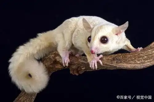 会飞的老鼠,不一定是蝙蝠,也有可能是蜜袋鼯