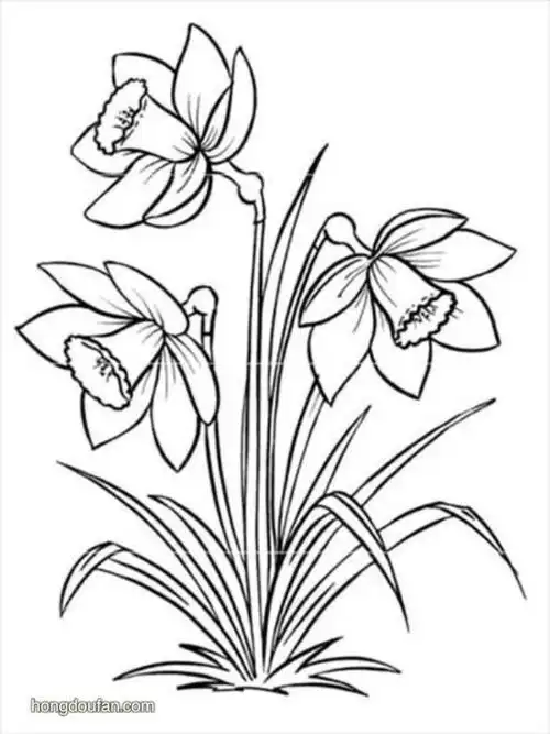 水仙花漂亮的简笔画