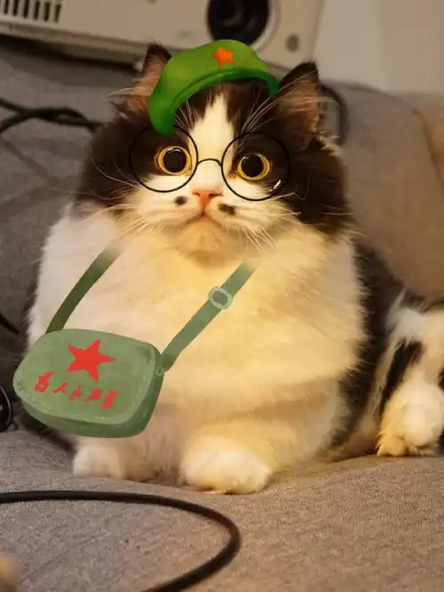 猫咪搞笑日常这像不像五一假期结束后上班的你