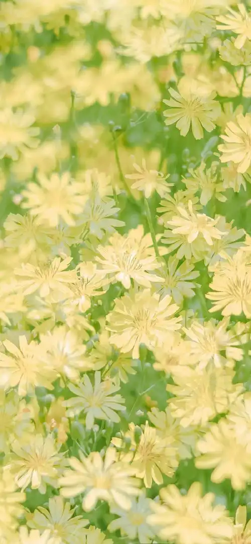 "自然风景"手机高清壁纸·原图上传,记得查看原图再保存.