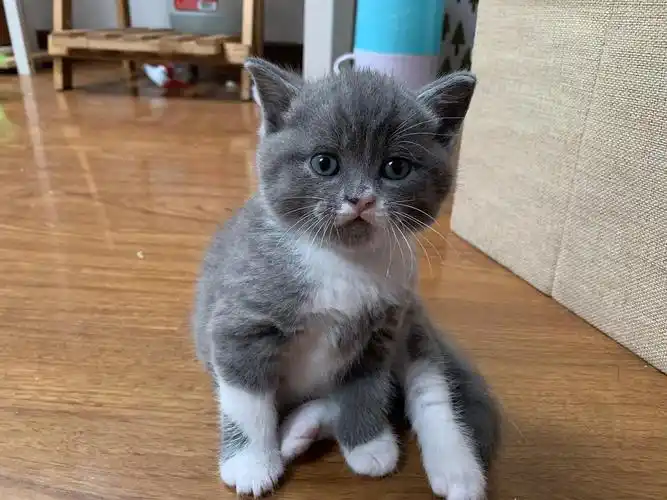 英短蓝猫,蓝白找靠谱家长