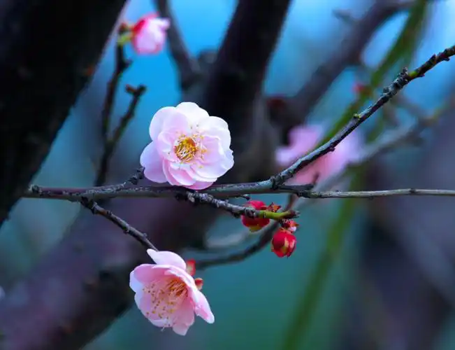 原创〕高雅梅花