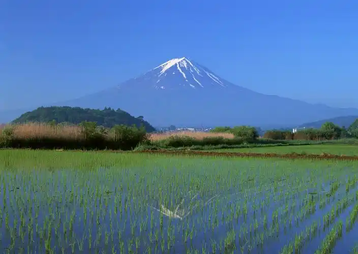 绿色稻田图片自然风景绿色稻田稻子