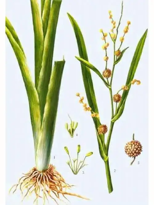 血瘀经闭症瘕积聚三棱莪术