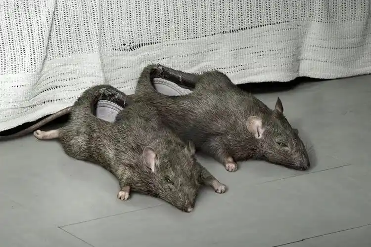 笑死人了世上怎么会有这么又丑又奇葩的设计