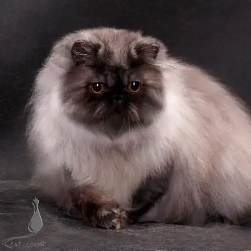 烟色波斯猫 孩子的新照片 妹妹哦