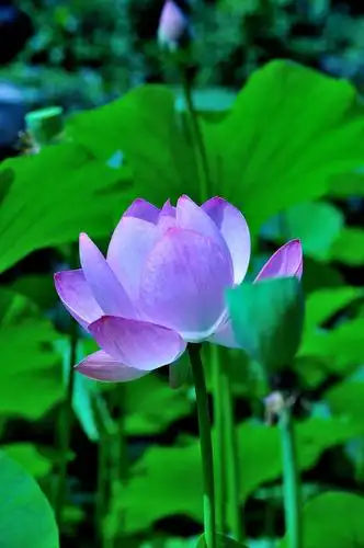 莲花通佛性,悟道在凡尘