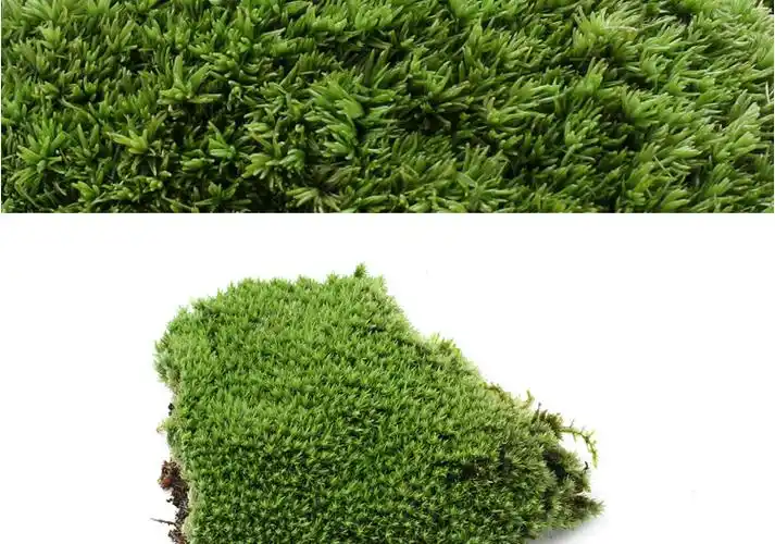 植物苔藓微景观白发干藓趣味盆栽绿植盆景diy材料玻璃瓶造景装饰