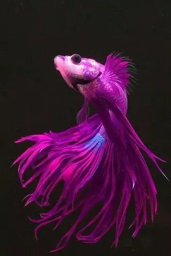 全世界最.罕见最美的鱼,集齐了!之六!