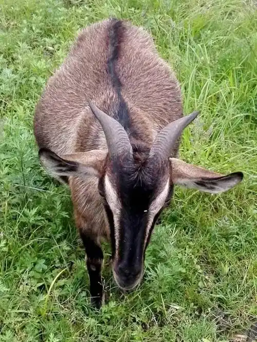 [山羊批发] 纯种土山羊价格35元/斤 - 惠农网