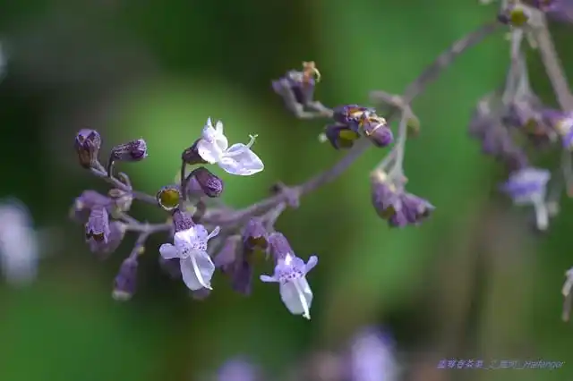 蓝萼香茶菜_2