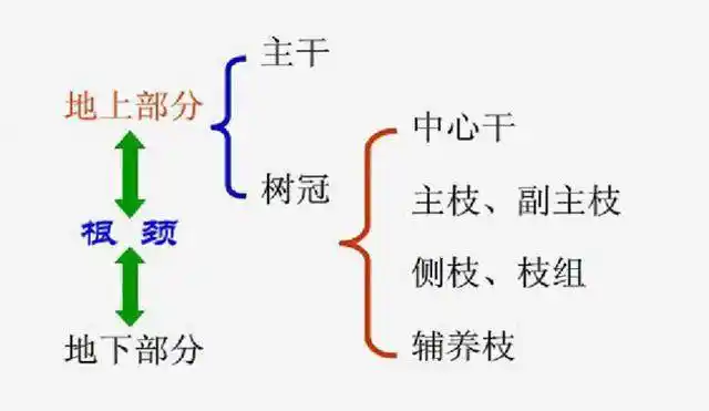 果树整形修剪基础知识 树体结构(上)