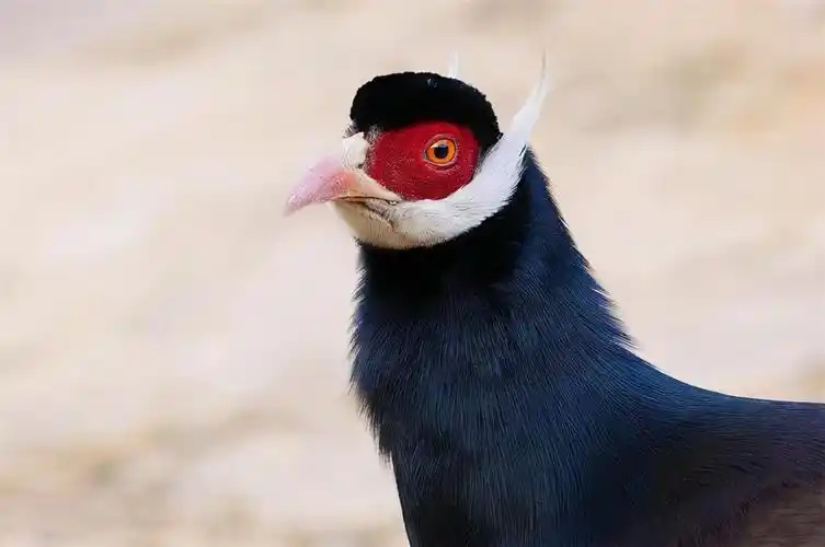 中国稀有动物有哪些(我国五大珍稀动物介绍)