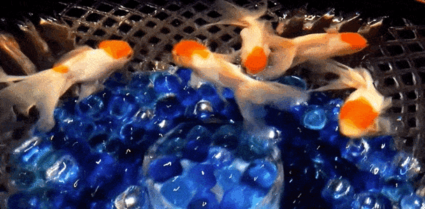 亲水体验 | 科技城乐享踏青游之游玩指南