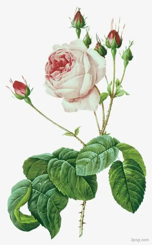精品玫瑰花枝png素材透明免抠图片其他元素