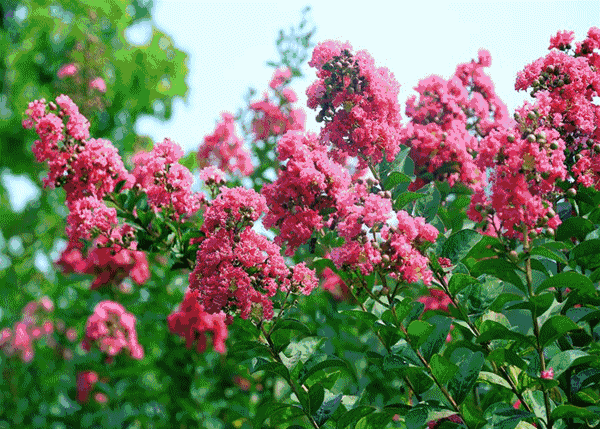 风景如画,鸟语花香!