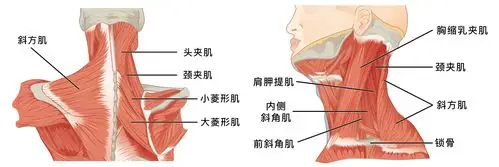 作为支撑门面的重要部位,颈部在整个人体结构中承担着相当重要的角色