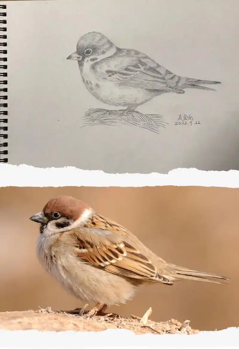 保护鸟类 #素描 劝君莫打枝头鸟,子在巢中盼母归 - 抖音