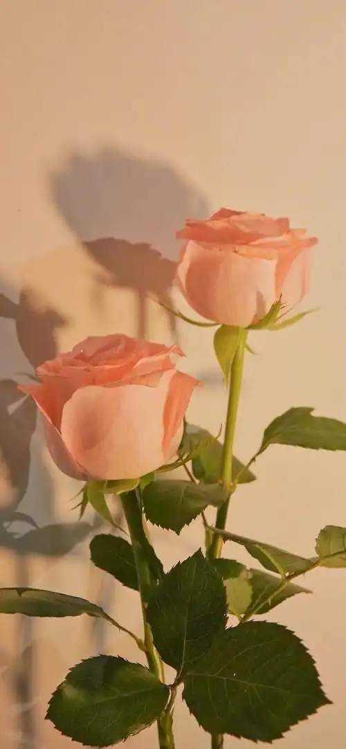 玫瑰花ins风简约摆拍,图片,壁纸 - 桌面巴士