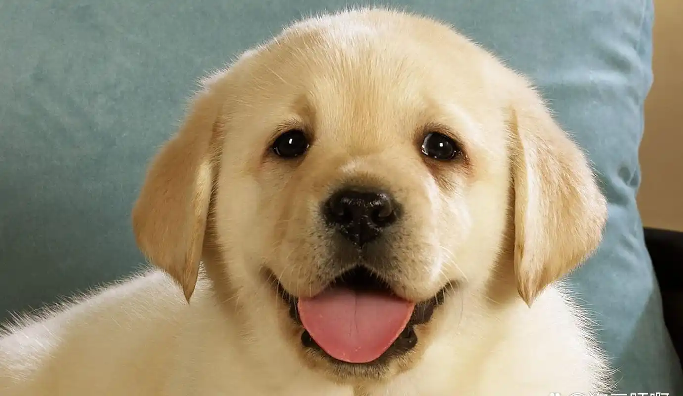 这么可爱的狗狗,你怎么能不喜欢呢?[鄙视]