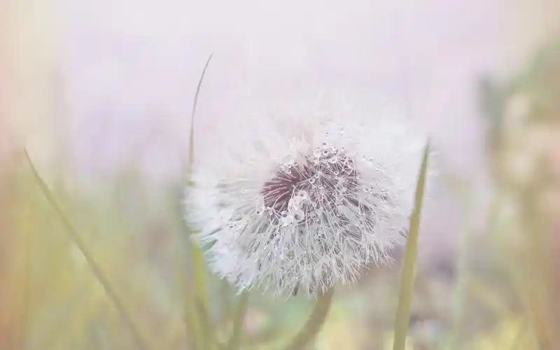 唯美蒲公英微距摄影图片电脑壁纸