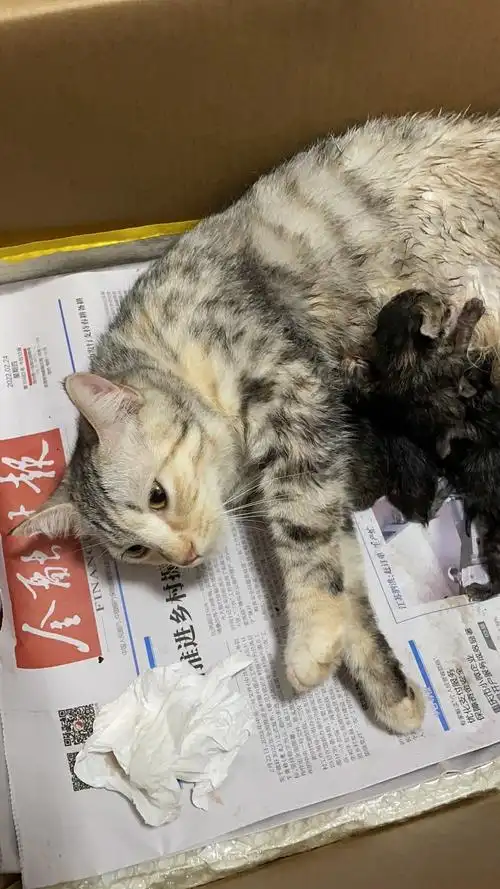 英短纯蓝猫串三花田园