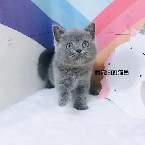 英短蓝猫大脸橘眼英国短毛蓝胖子萌宠纯种活体健康胖胖5月更新