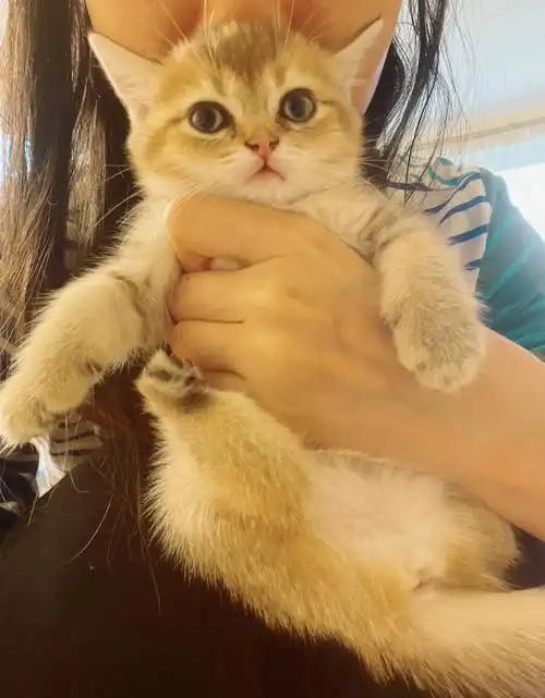 可爱的猫宝宝7周了