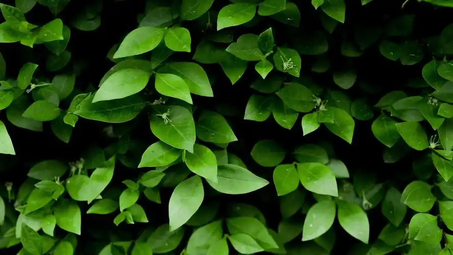 唯美养眼绿色植物桌面壁纸高清大图预览1920x1080_植物壁纸下载_美桌