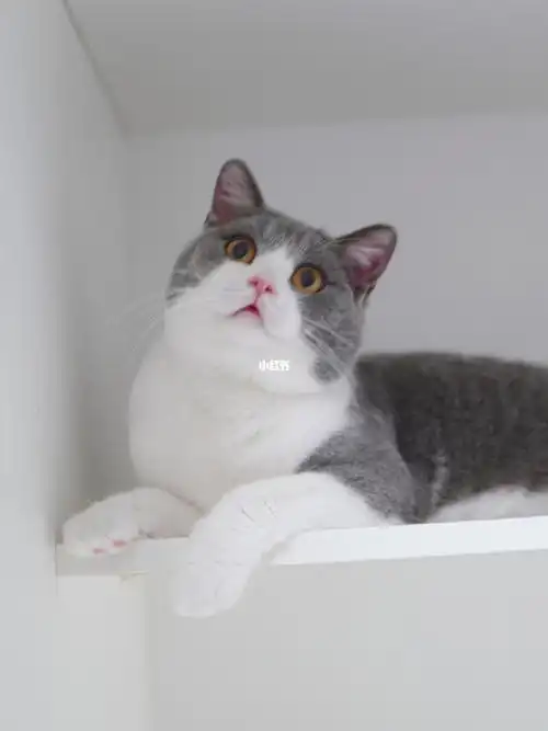 可售现猫英短蓝白弟弟