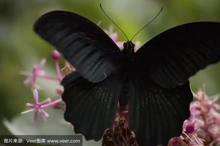 吸花蜜的黑燕尾蝶
