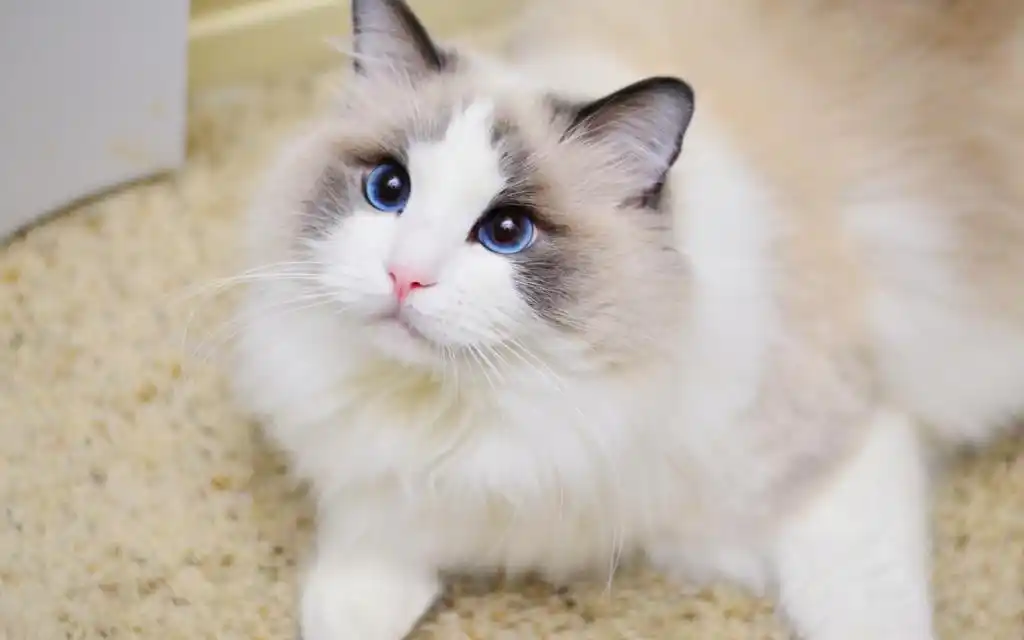 可爱的白色布偶猫,高清图片 - ipad壁纸