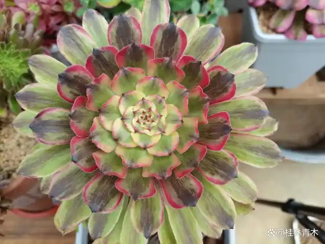 粉黛法师状态图粉黛法师休眠粉黛到了夏季休眠以后叶片消耗非常多,会