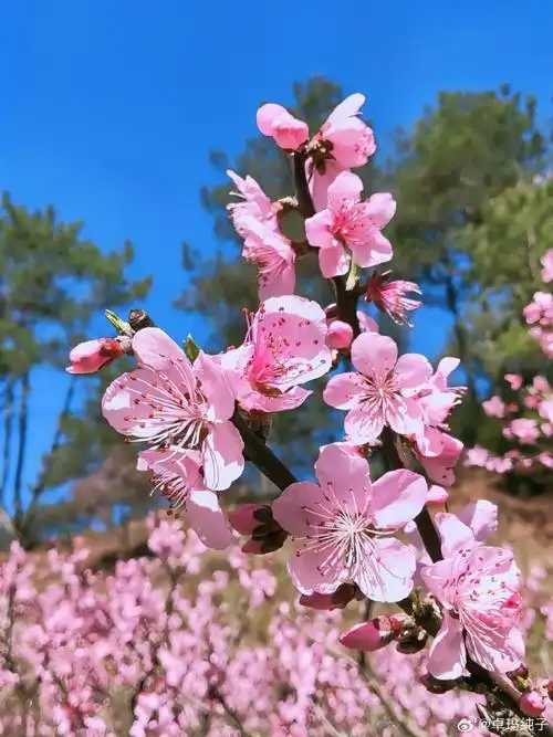 #川西高原佛教游学之旅##林芝十里桃花盛开##不止旅行#