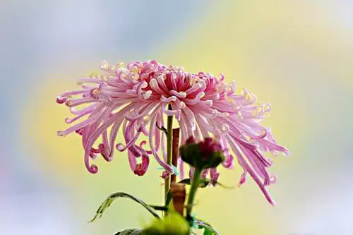 《秋菊》 2019年秋月