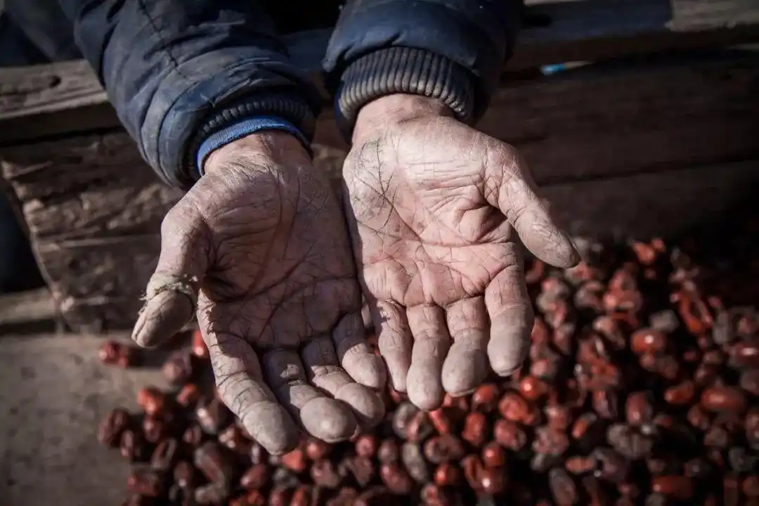 【精准扶贫】丰年遇暴雨,留守老人艰难收枣,生活不易,但他们从不乞求