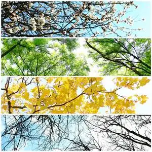 四季拼贴 美丽的树 不同时间的年度冬春季 夏季 秋季的几张照片照片