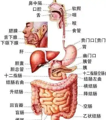 人体内脏解剖图最全整理,医生必备!